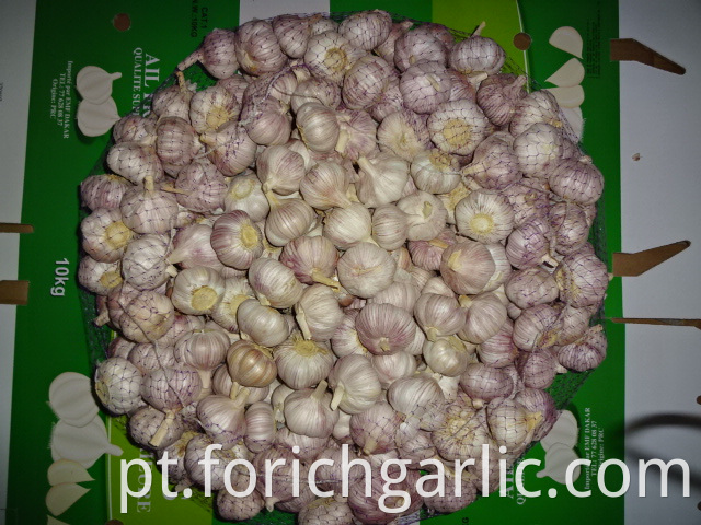 Crop 2019 Of Normal White Garlic